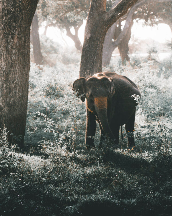 Elephant-Frame-Poster-Print