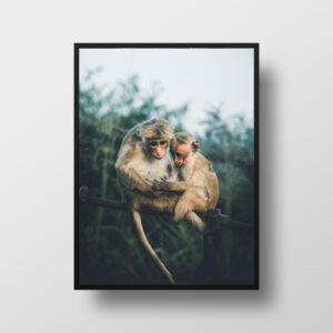 Monkey